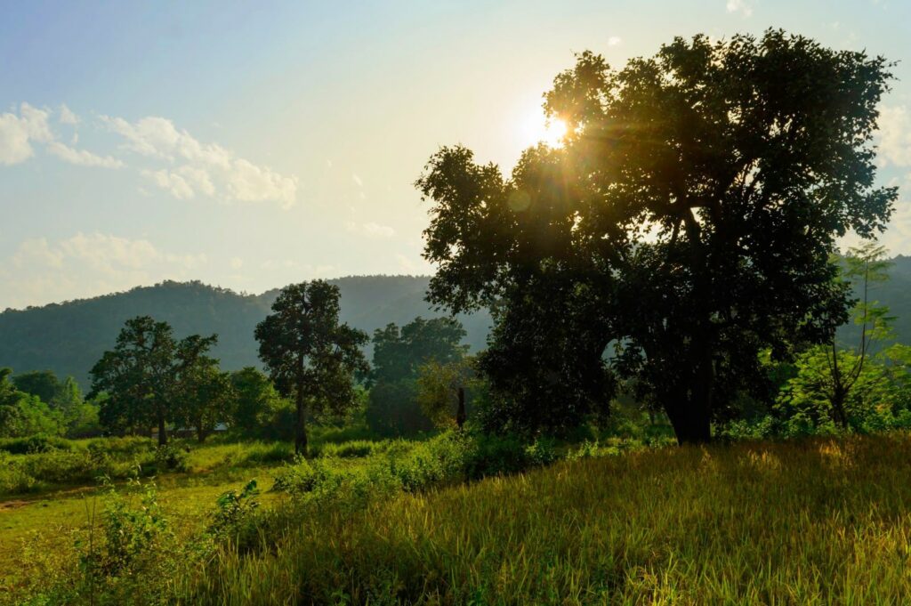 ghatshila jungle ghatshila jungle