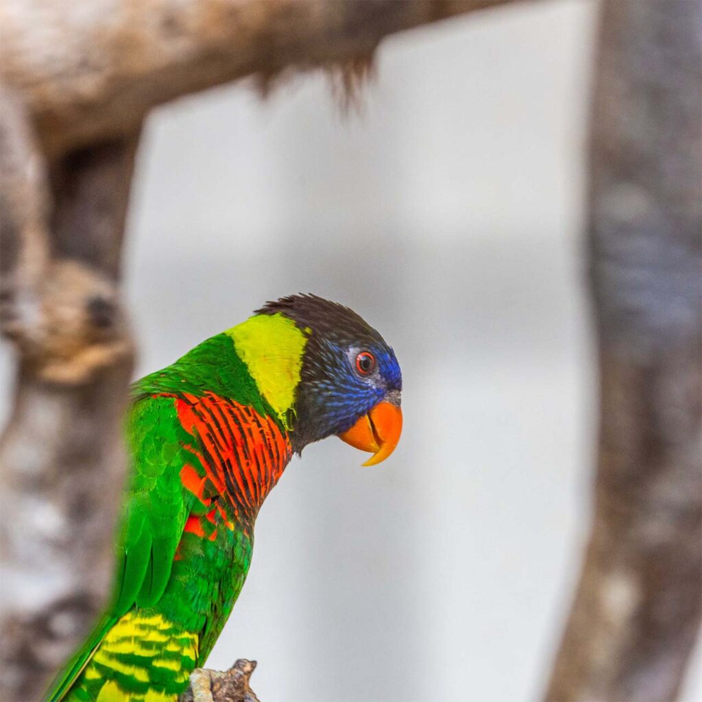 bird